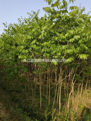 江西無(wú)患子 特征、用途與種植經(jīng)營(yíng)指南