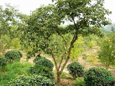 浙江山楂樹(shù)木種植經(jīng)營(yíng)指南
