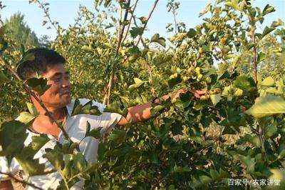 新型果樹種植 既產(chǎn)鮮果又成藥材，農(nóng)民面臨的雙重機遇與困境