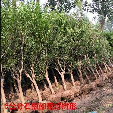 軟籽石榴苗選購指南 值得信賴的種植經(jīng)營渠道