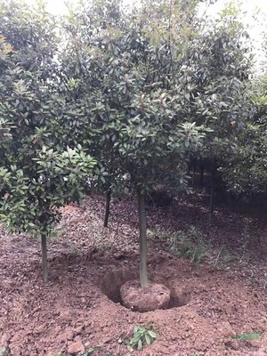 櫻花樹(shù)木種植經(jīng)營(yíng) 從選種到市場(chǎng)推廣的全方位指南