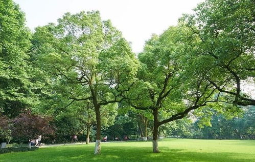 成都綠化苗木供應(yīng)批發(fā) 哪里性價(jià)比高與種植指南