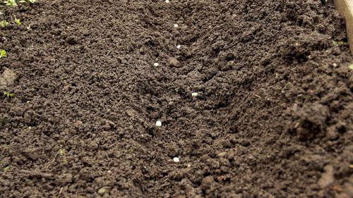 苗木種植反季節(jié)施工方案 樹(shù)木種植的突破與策略