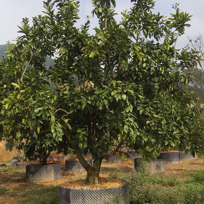 樹(shù)木種植——從選擇到管理的全面指南