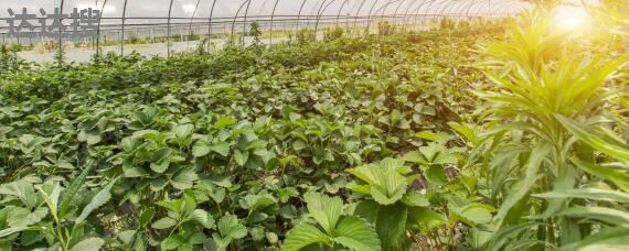 農(nóng)業(yè)發(fā)展經(jīng)營(yíng)范圍及樹(shù)木種植注冊(cè)指南