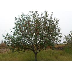 邳州市石博苗木種植專業(yè)合作社 專業(yè)樹木種植，助力生態(tài)建設(shè)與綠化發(fā)展