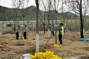 北京興延高速昌平段完成6600畝樹木栽植，構(gòu)筑京北綠色生態(tài)走廊