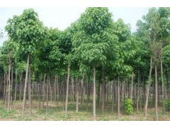 河南省太康縣國新苗木種植專業(yè)合作社 優(yōu)質(zhì)速生楸樹，規(guī)格齊全，大量供應(yīng)