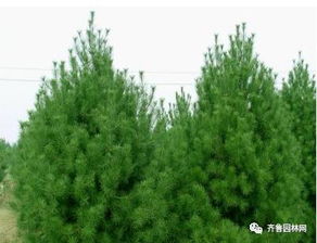 泰安潤(rùn)松苗木種植農(nóng)民專業(yè)合作社 以專業(yè)與生態(tài)推動(dòng)樹木種植產(chǎn)業(yè)發(fā)展