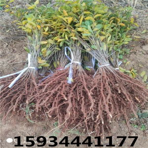 享譽(yù)中華 民族品牌的力量與綠色產(chǎn)業(yè)的未來(lái)