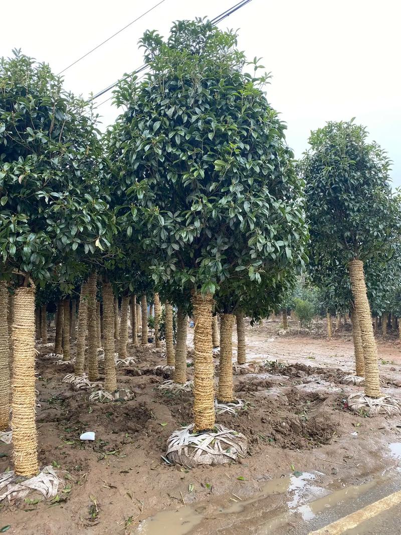 庭院添雅韻 如何選擇與種植不同規(guī)格的桂花樹