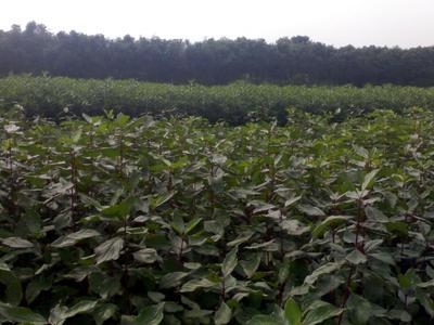 如皋市德華草坪苗木園藝公司 專業(yè)打造高品質(zhì)綠化苗木與草坪