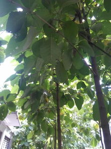 探尋廠區(qū)綠化樹木 識(shí)別、種苗來(lái)源與種植指南