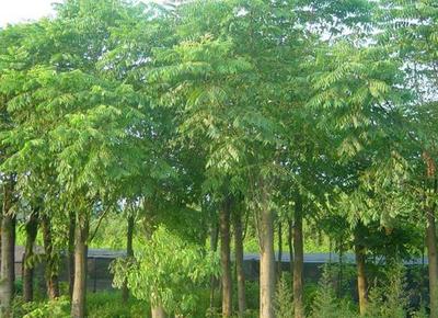 河南欒樹形態(tài)特征介紹